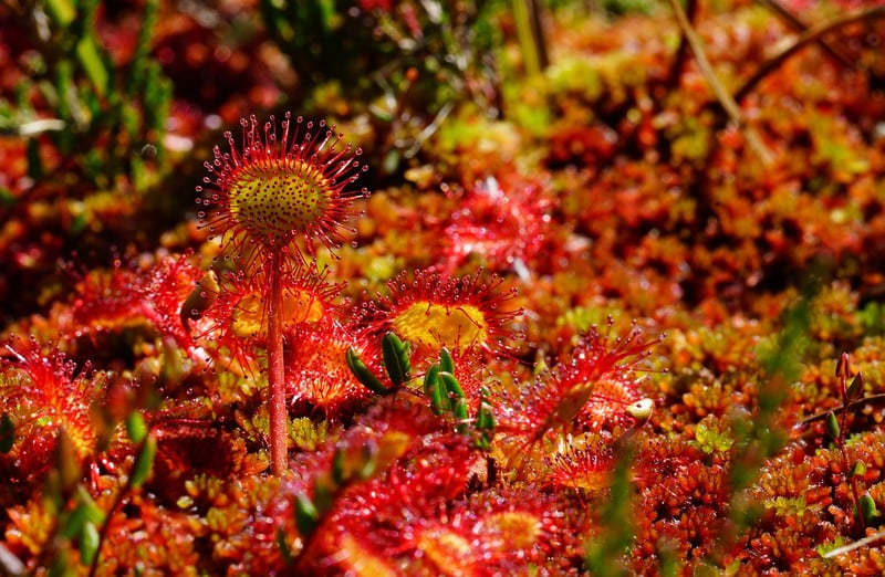 Fantasy herbs