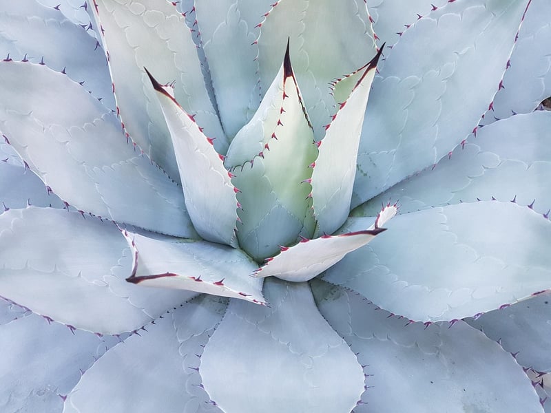 Rare Flora