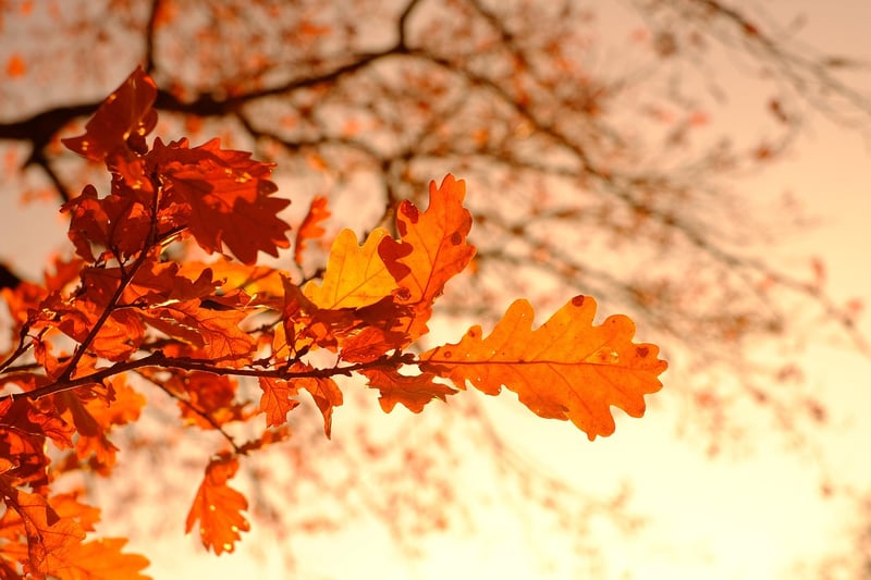 Whimsical foliage