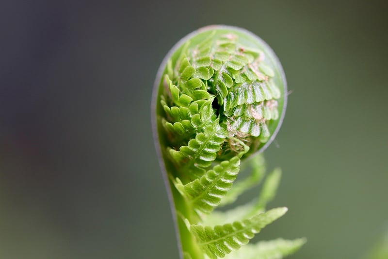 Faerie Fern