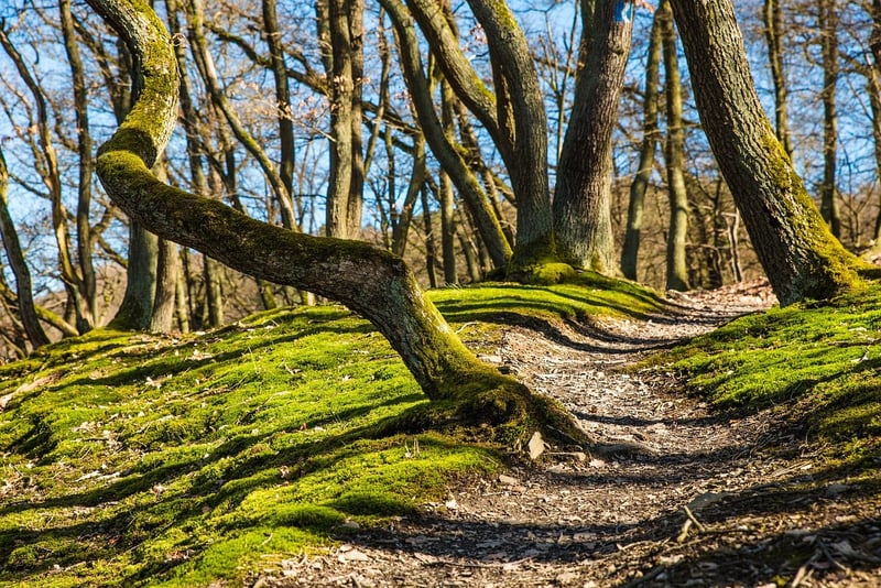 Magical Forest