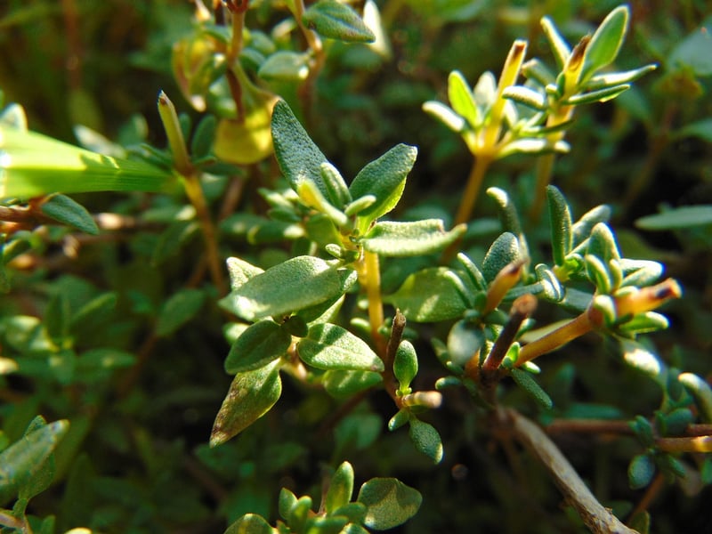 Thyme Herb